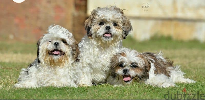 Shih tzu puppies 1