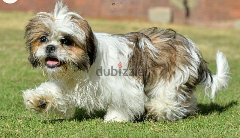 Shih tzu puppies 2