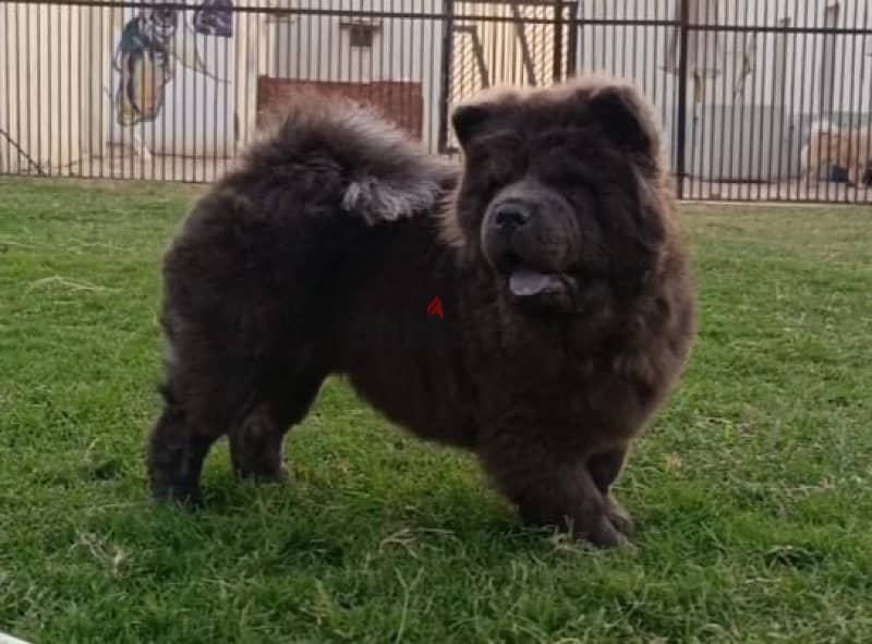 ٦ شهور للبيعchow chow 0