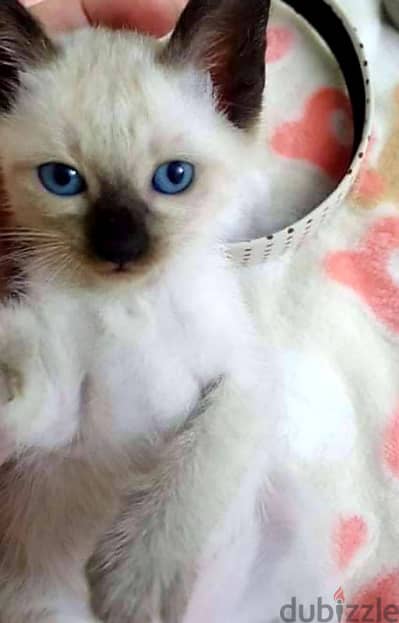 ولد وبنت احلى سيامي قطط صغيره سيامى بيور siamese