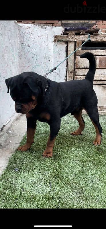 متاح دكر روت من العيار الثقيل rottweiler