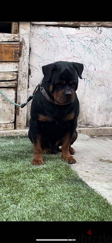 متاح دكر روت من العيار الثقيل rottweiler 1