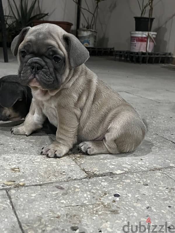 French Bulldog puppy - ولد فرنش بولدوج 2