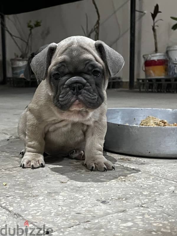 French Bulldog puppy - ولد فرنش بولدوج 3