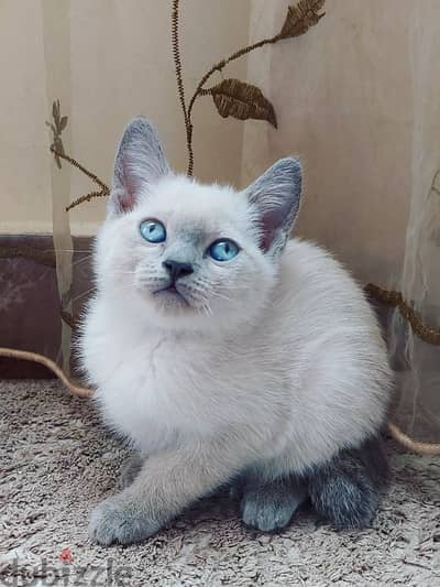 Blue point Mekong bobtail siamese سيامي سيامى