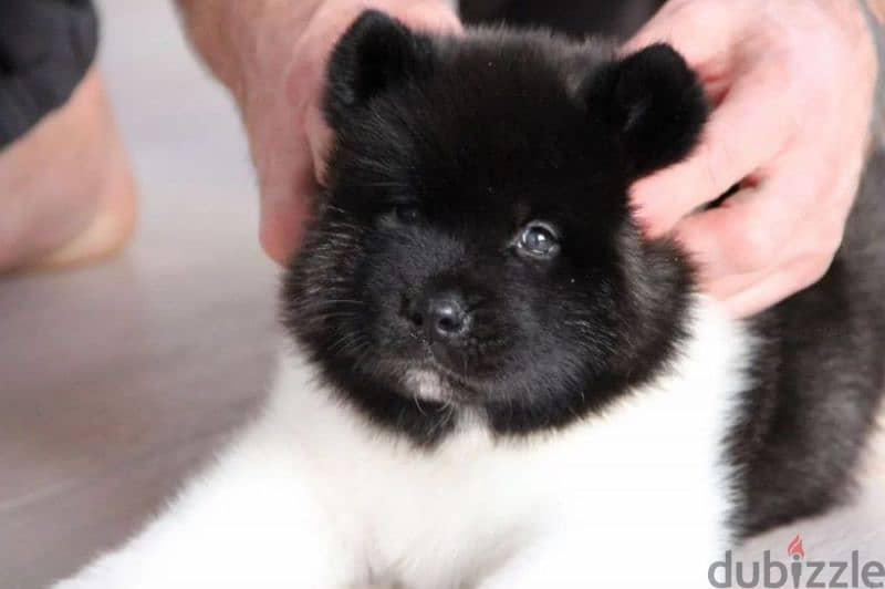 American Akita puppy boy from Russia 0