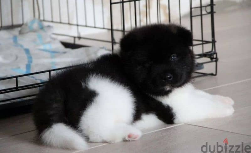 American Akita puppy boy from Russia 1