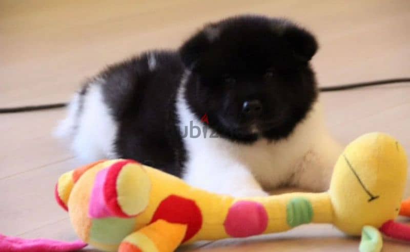 American Akita puppy boy from Russia 2