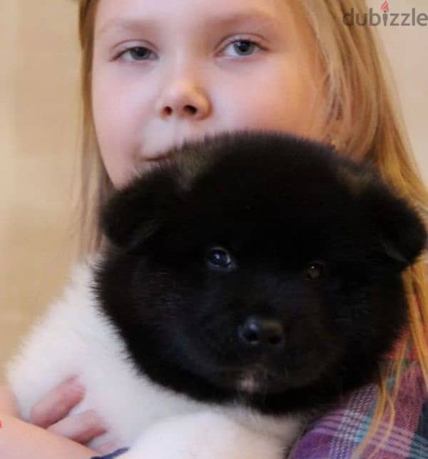 American Akita puppy boy from Russia 4