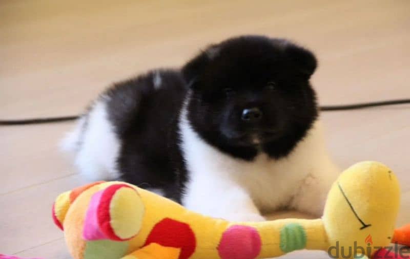 American Akita puppy boy from Russia 5