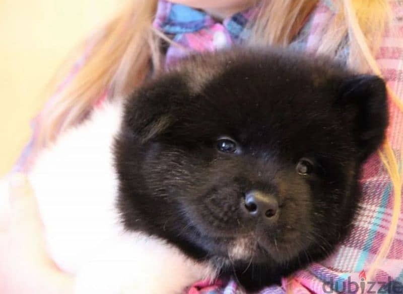 American Akita puppy boy from Russia 6