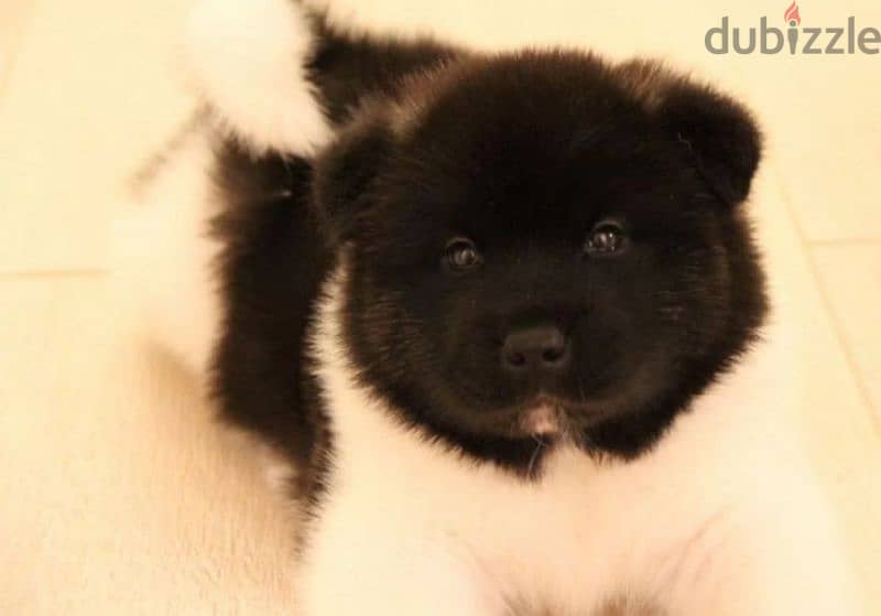 American Akita puppy boy from Russia 7