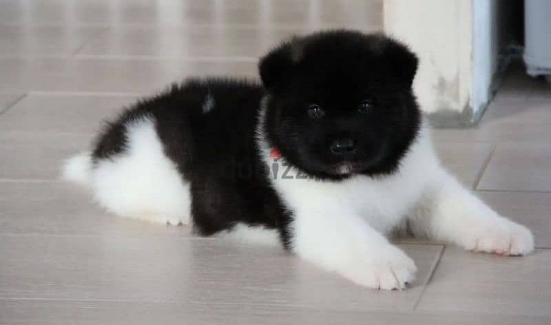 American Akita puppy boy from Russia 8