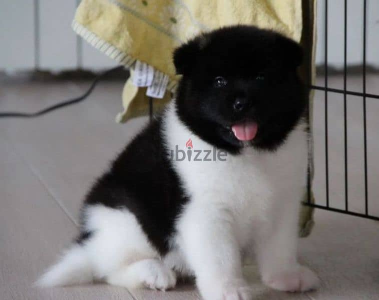 American Akita puppy boy from Russia 9