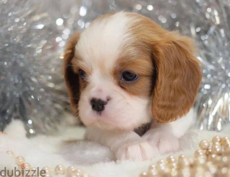 Cavalier king Charles spaniel puppies boys from Russia 0