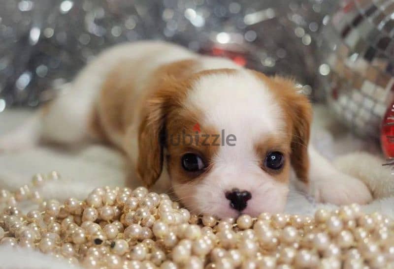 Cavalier king Charles spaniel puppies boys from Russia 1