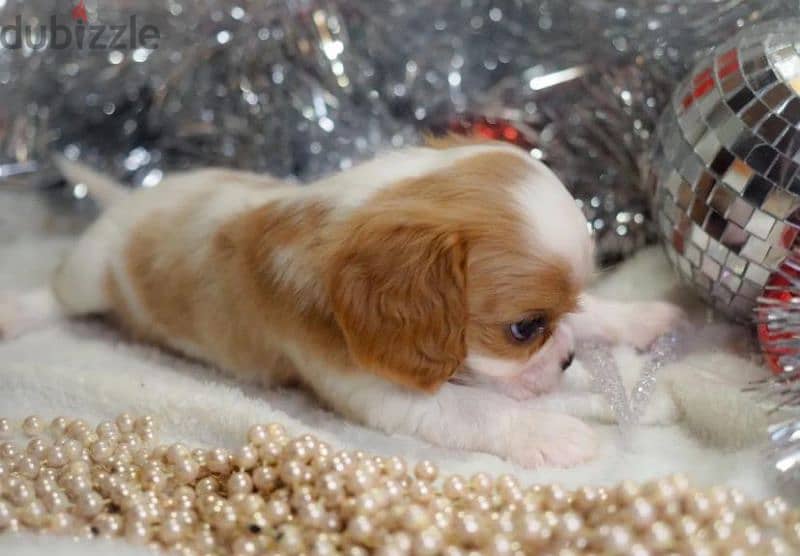 Cavalier king Charles spaniel puppies boys from Russia 2