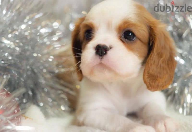 Cavalier king Charles spaniel puppies boys from Russia 3