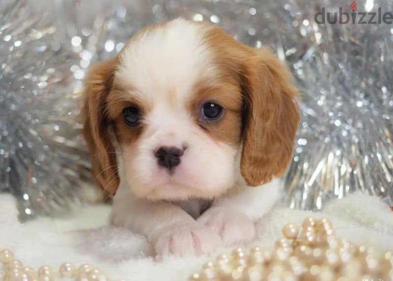 Cavalier king Charles spaniel puppies boys from Russia 4