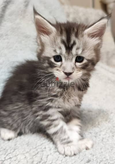 Maine coon kitten female from Russia