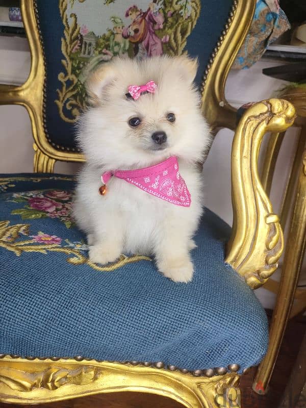 بومرينيان Pomeranian 0