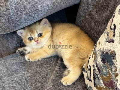 Golden British Shorthair cats