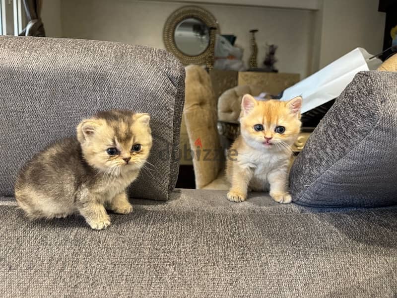 Golden British Shorthair cats 1