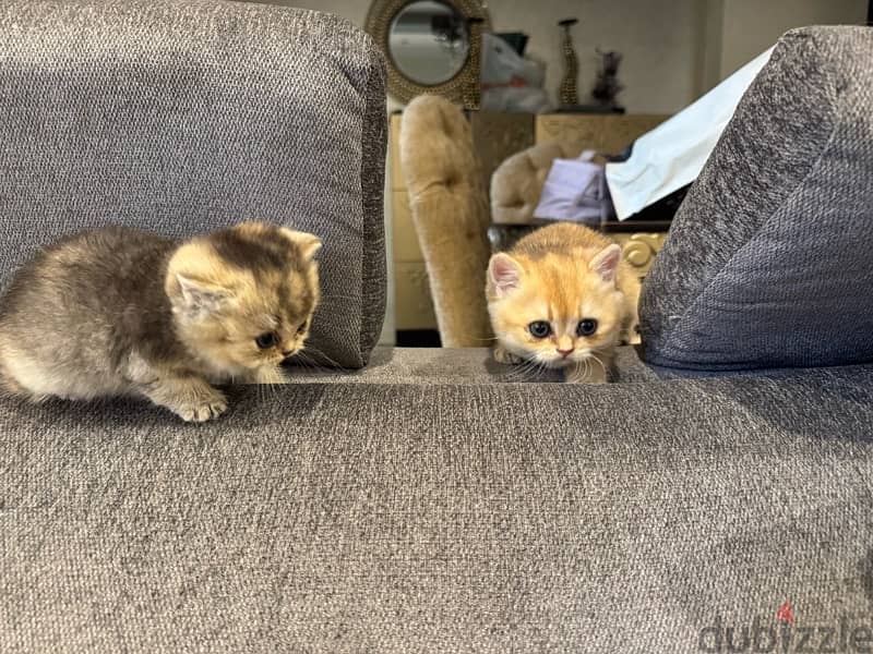 Golden British Shorthair cats 2