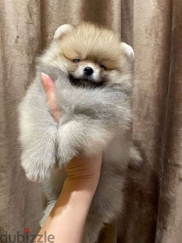 Pomeranian Dog For Sale From Europe With All Documents 0