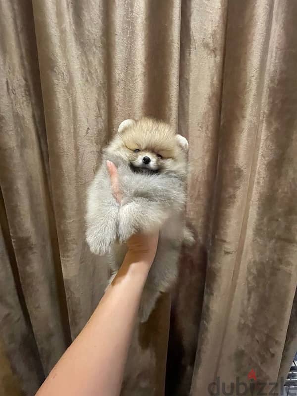 Pomeranian Dog For Sale From Europe With All Documents 1