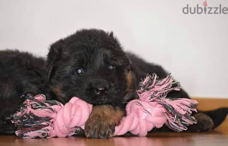 جراوي جيرمن شيبرد ذكر ولد بنت انثي  Male German shepherd puppies Femal