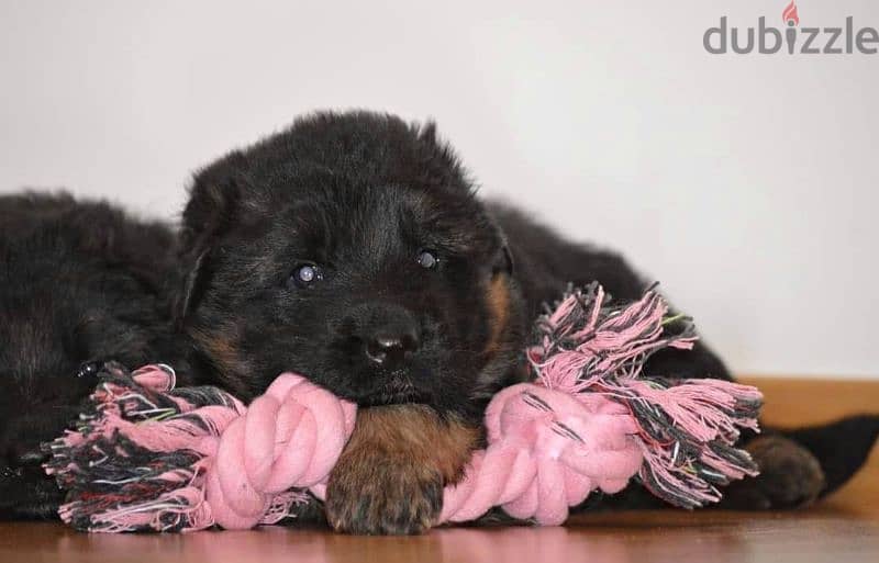 جراوي جيرمن شيبرد ذكر ولد بنت انثي  Male German shepherd puppies Femal 0