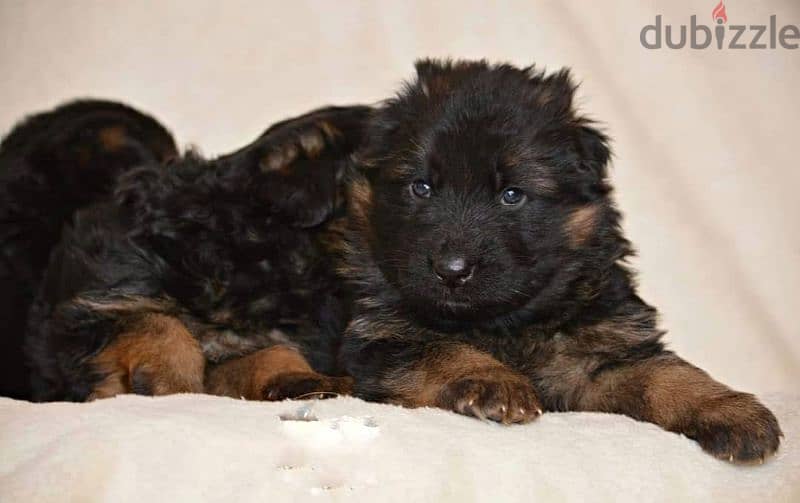 جراوي جيرمن شيبرد ذكر ولد بنت انثي  Male German shepherd puppies Femal 1