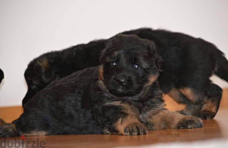 جراوي جيرمن شيبرد ذكر ولد بنت انثي  Male German shepherd puppies Femal 2