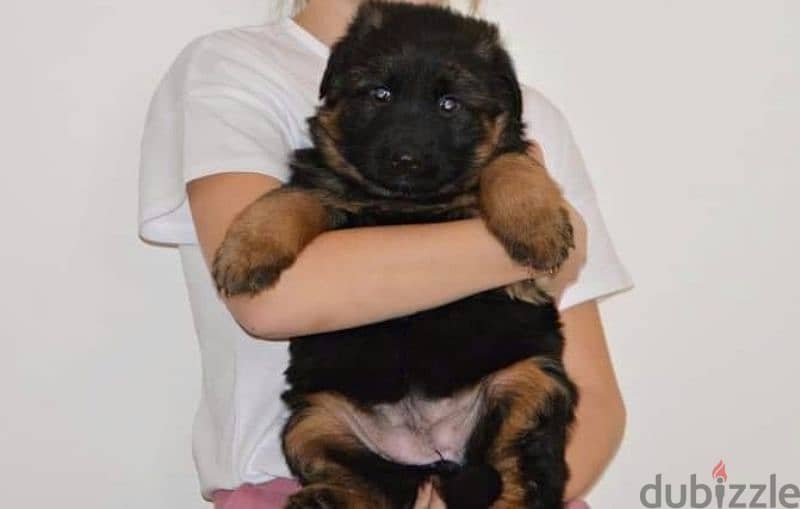 جراوي جيرمن شيبرد ذكر ولد بنت انثي  Male German shepherd puppies Femal 5