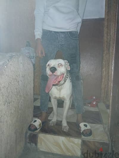 Dogo Argentino