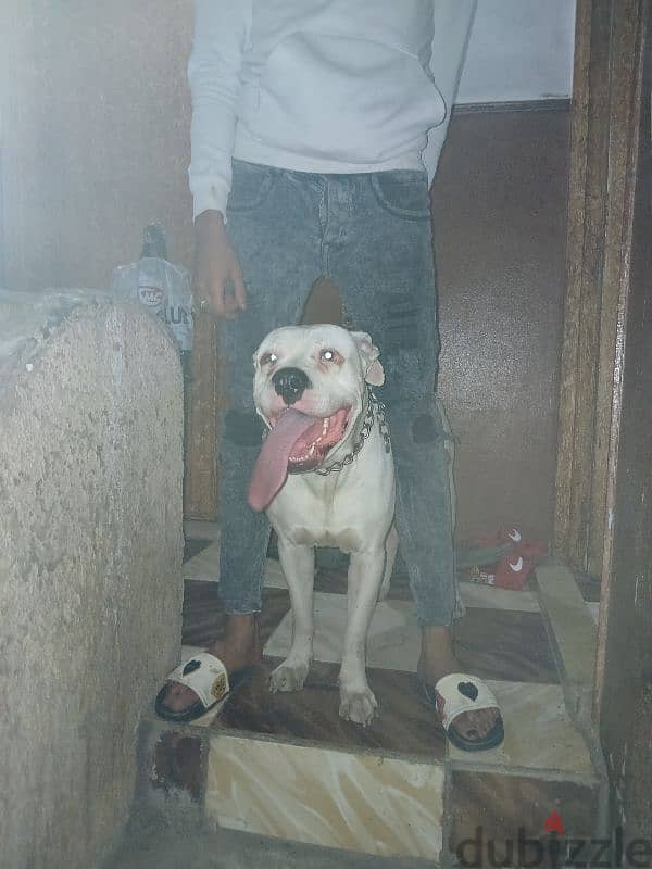 Dogo Argentino 0