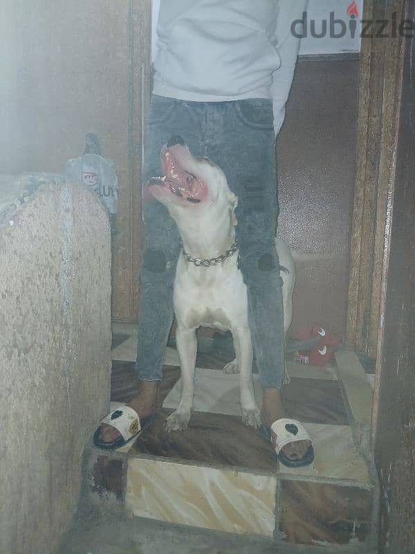 Dogo Argentino 2