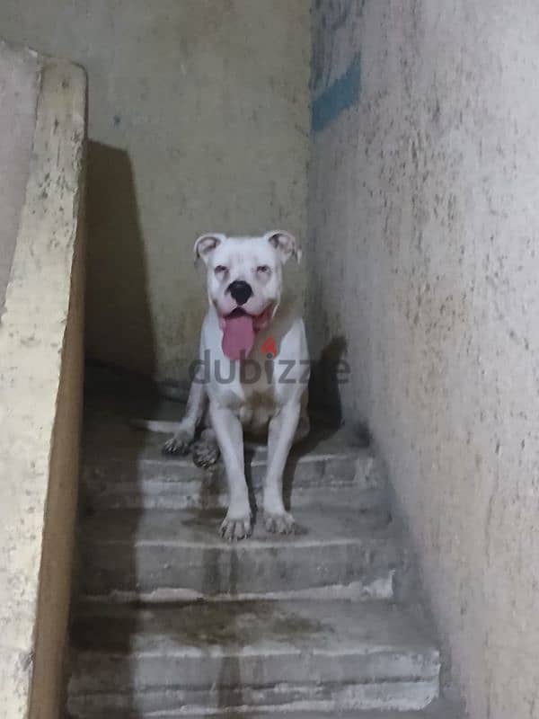 Dogo Argentino 3