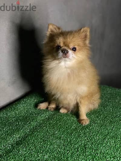 pomeranian . . بومرينيان