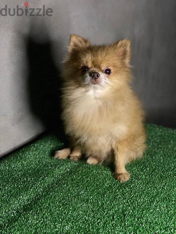 pomeranian . . بومرينيان 0