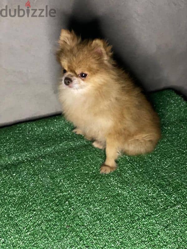 pomeranian . . بومرينيان 1