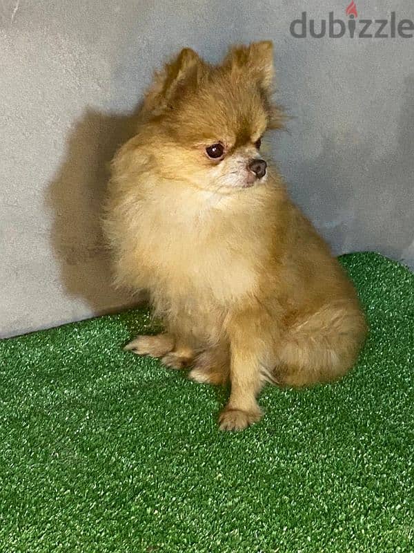 pomeranian . . بومرينيان 3