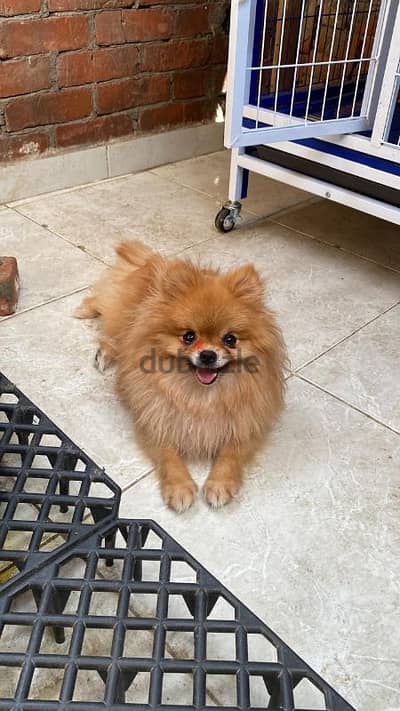 pomeranian . . بومرينيان