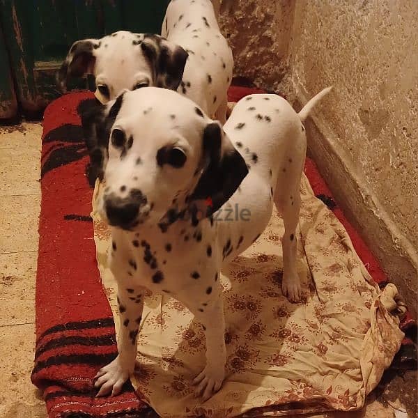 ديلميشن puppies 0