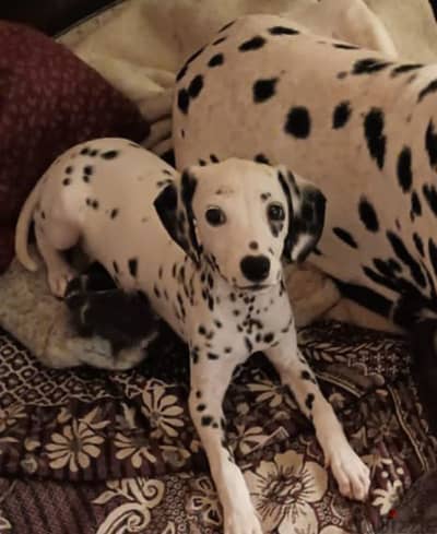 Dalmatian