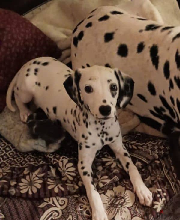 Dalmatian puppy girl 0