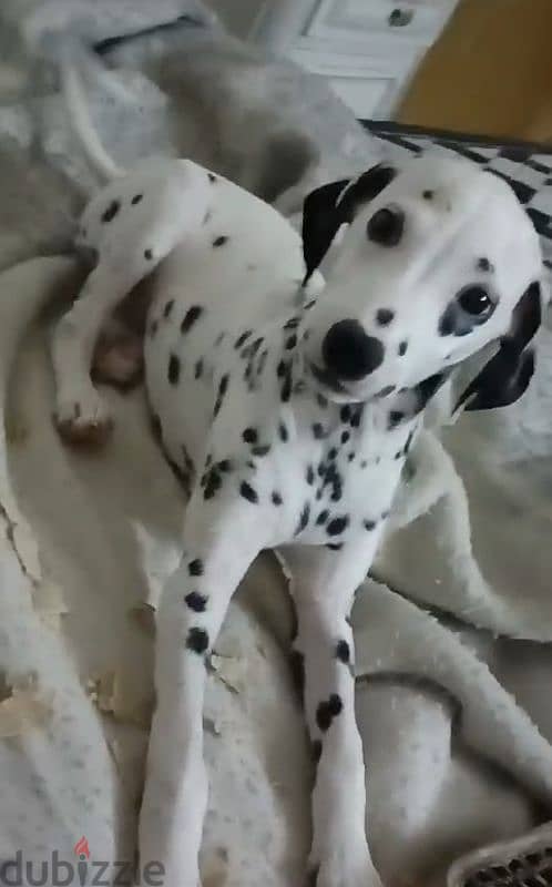 Dalmatian puppy girl 1