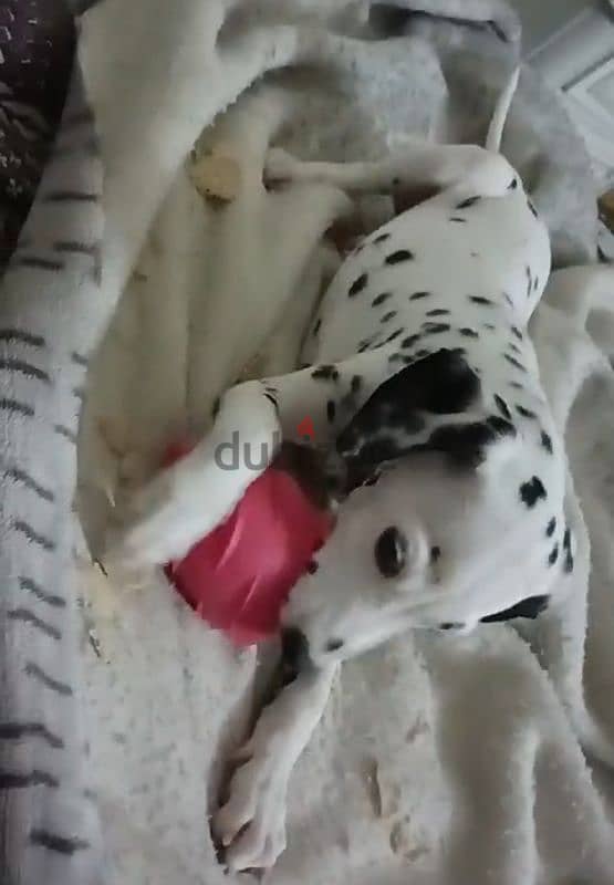 Dalmatian puppy girl 2