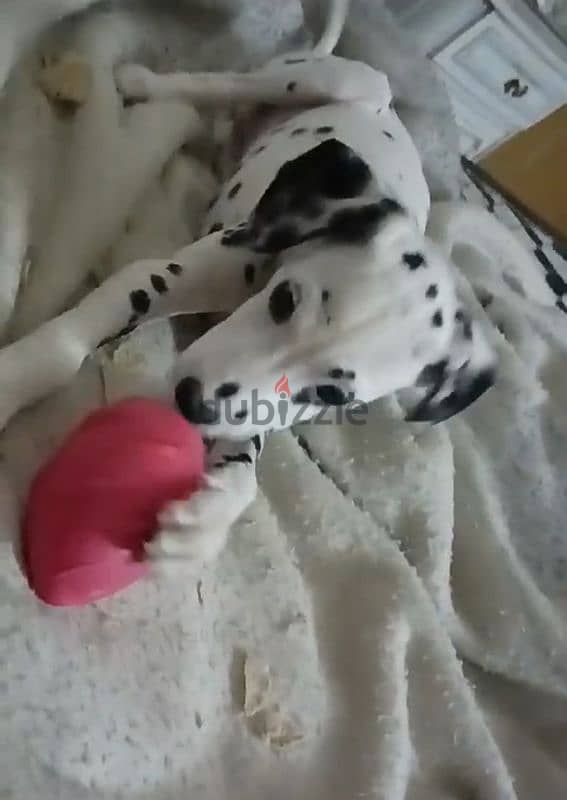 Dalmatian puppy girl 3